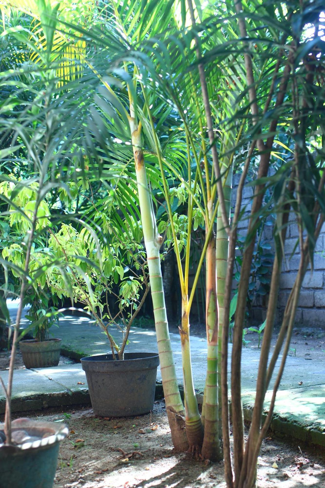 Three V Homestay Kuta  Exteriör bild